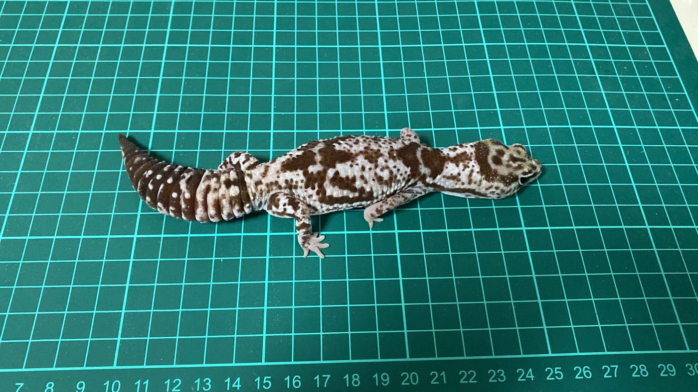 1cm方眼のマットの上で背面を見せるニシアフリカトカゲモドキ