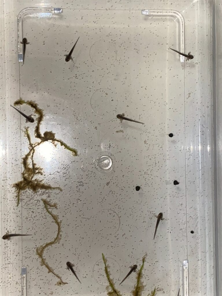 孵化して泳ぎ始めたアカハライモリの幼生が複数入った飼育容器