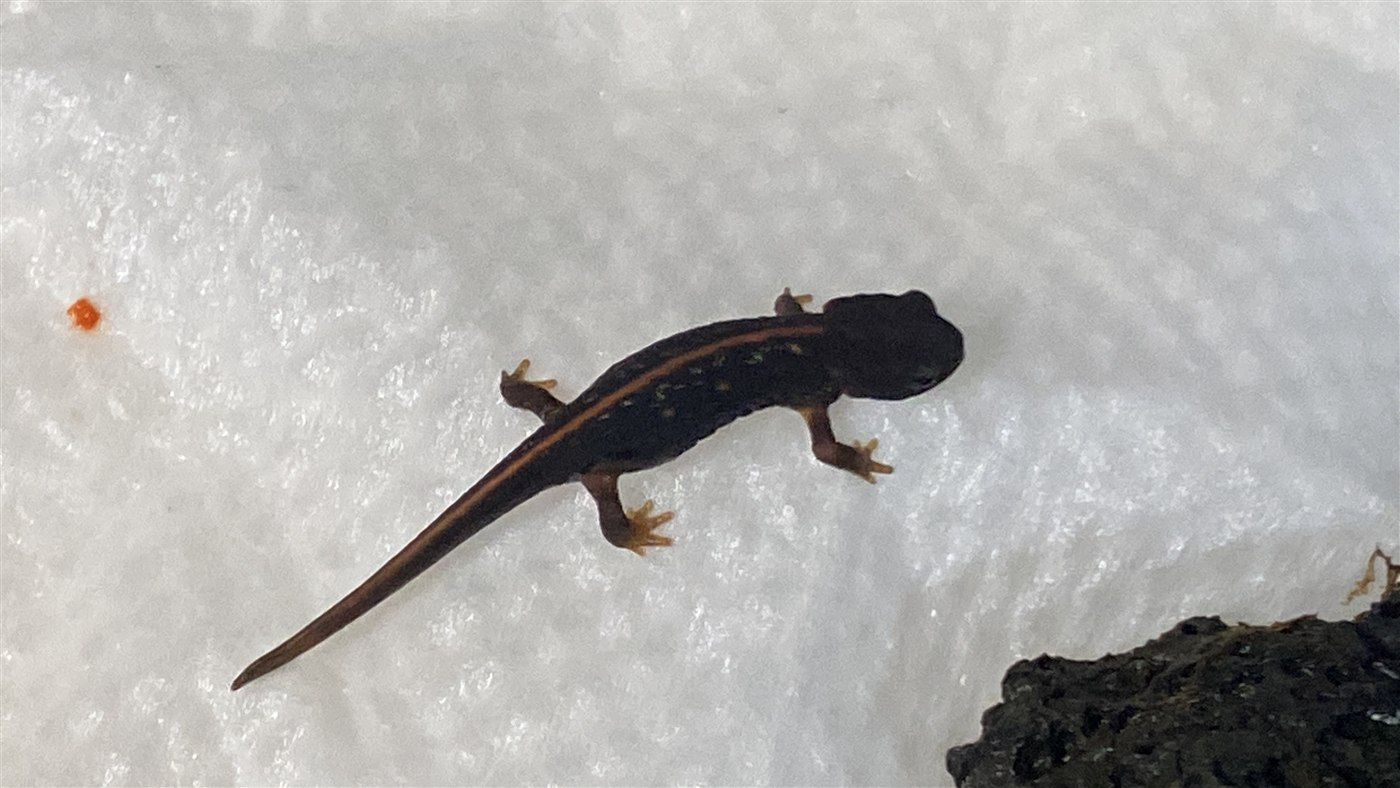 濡らしたキッチンペーパーの上を歩くアカハライモリの上陸幼体