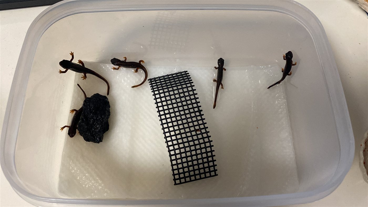 キッチンペーパーとメッシュマットを敷いた容器で暮らすアカハライモリの上陸幼体たち