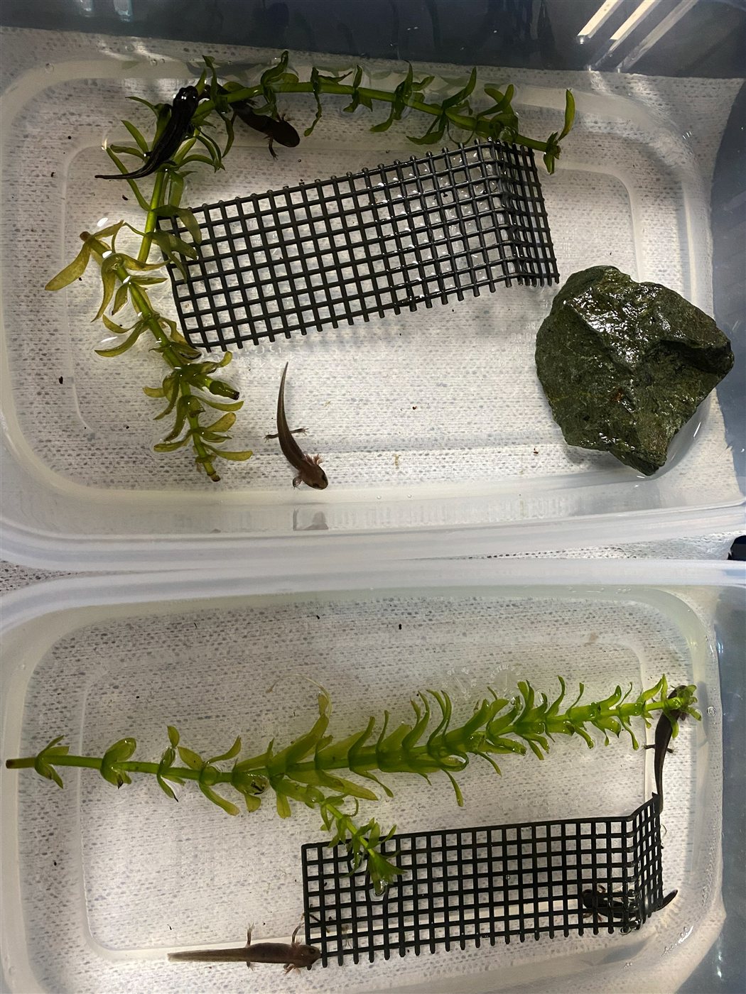 水位を下げ水草とメッシュマットの足場を入れたイモリ幼生の上陸準備容器