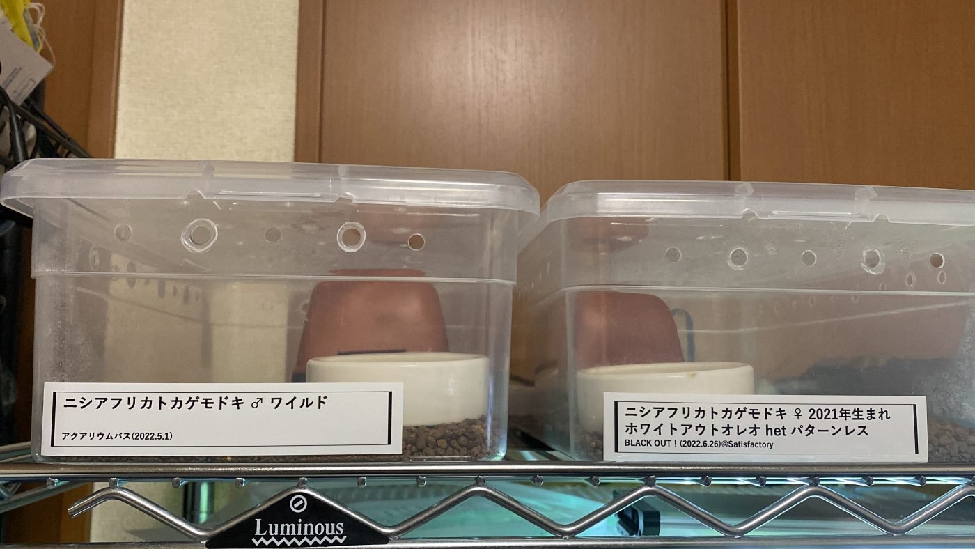 2つのケージに貼られたニシアフリカトカゲモドキの管理ラベル。性別・モルフ・het・入手先が記載されている