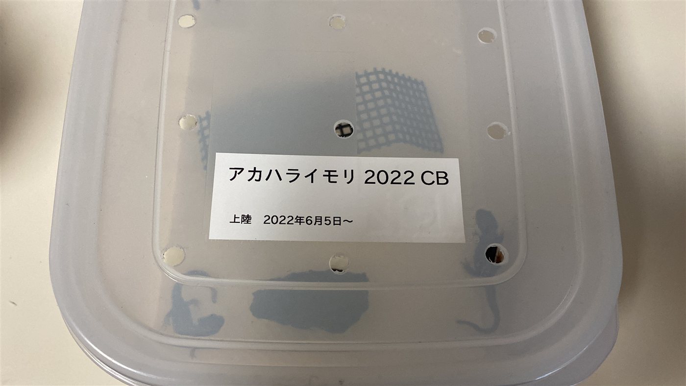 「アカハライモリ 2022 CB 上陸 2022年6月5日〜」と書いたラベルを貼った飼育容器のフタ