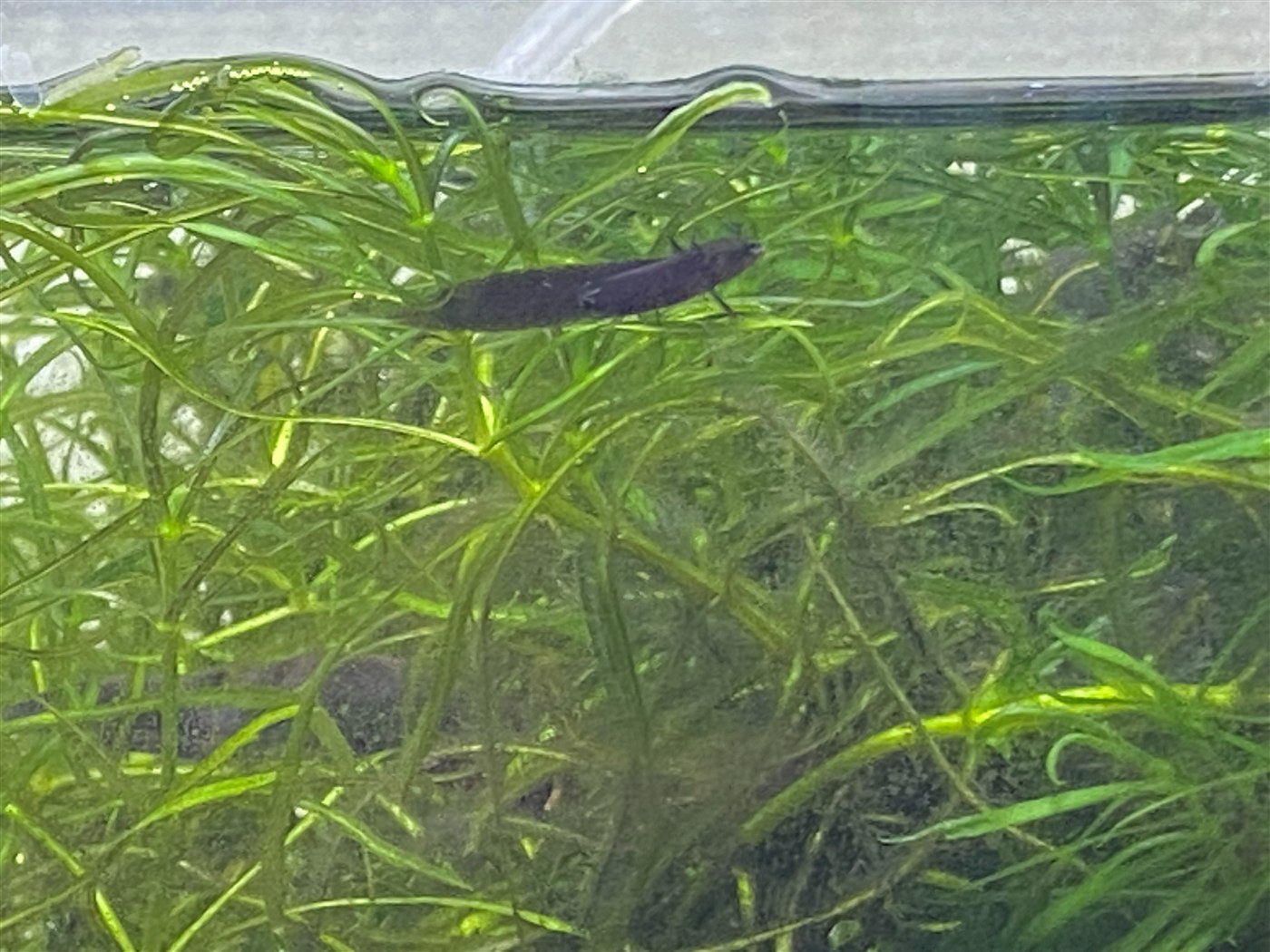 アカハライモリの産卵床と隠れ家を兼ねる水草の茂み