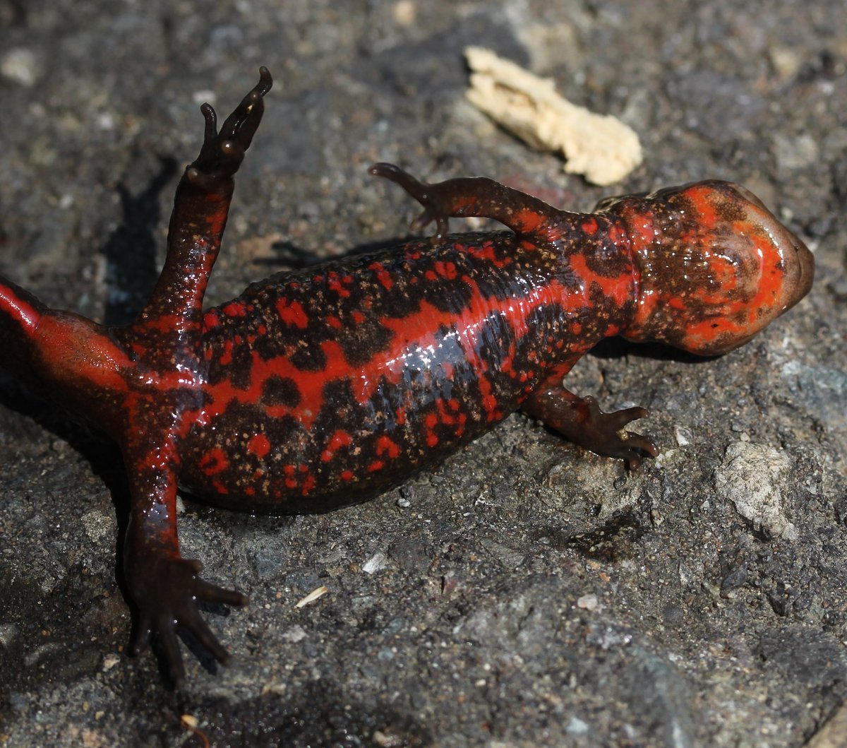 アカハライモリ（Cynops pyrrhogaster）の写真