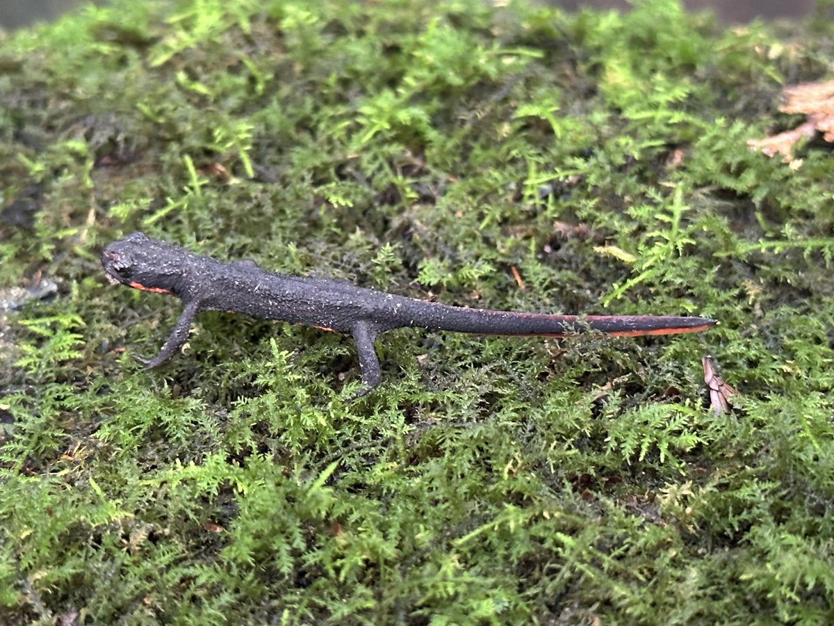 アカハライモリ（Cynops pyrrhogaster）の写真