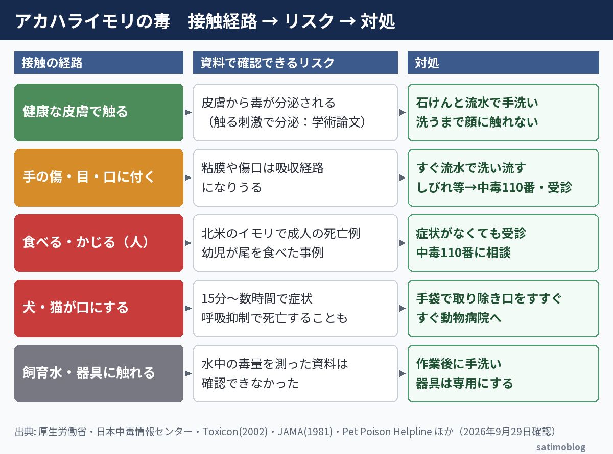 アカハライモリの毒 接触経路とリスクと対処の図解