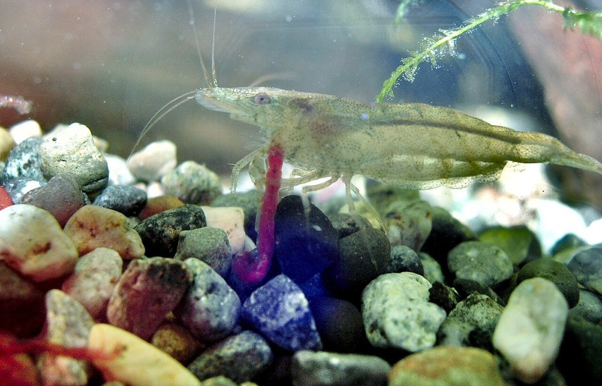 ミナミヌマエビ（Neocaridina denticulata）の写真