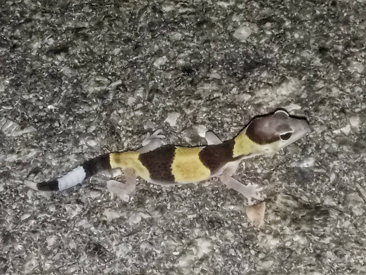 ニシアフリカトカゲモドキ(Hemitheconyx caudicinctus)の写真