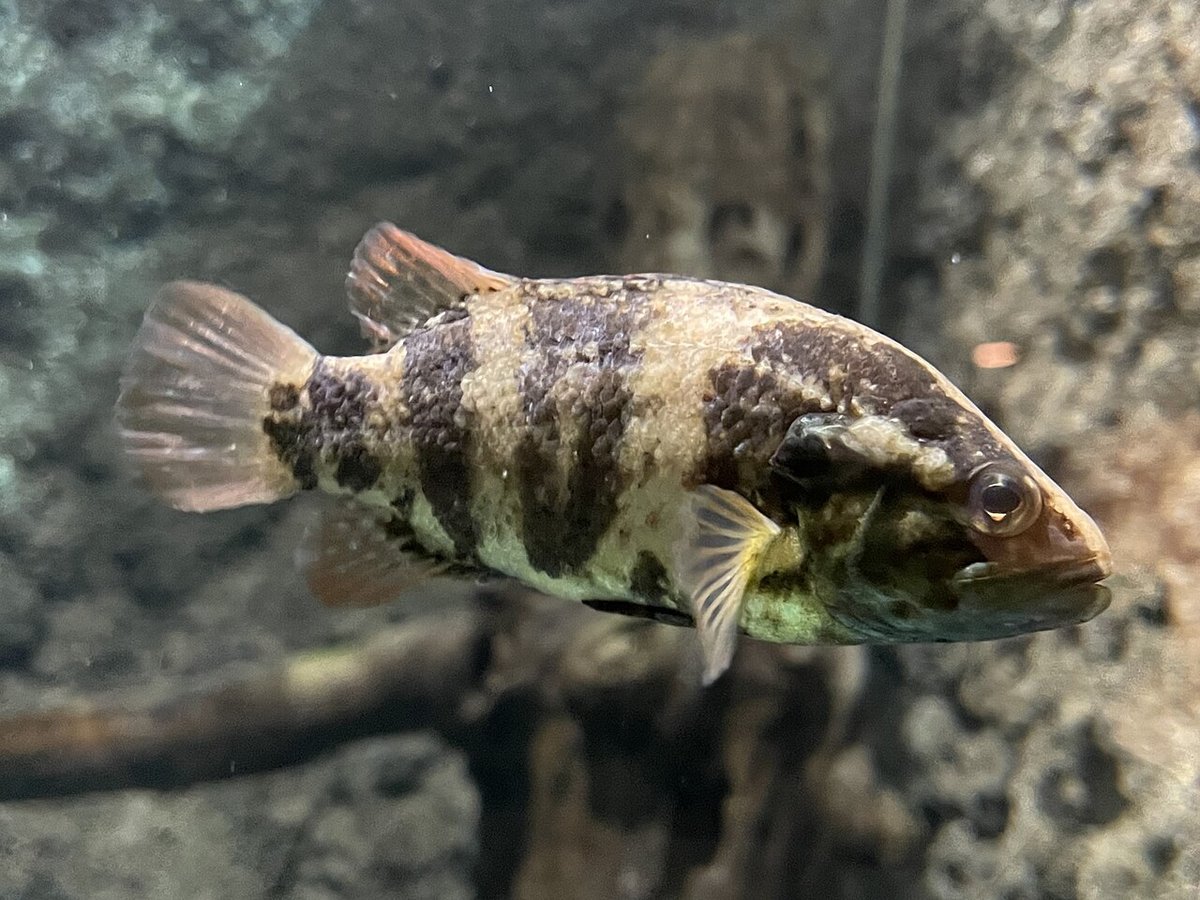オヤニラミ（Coreoperca kawamebari）の写真