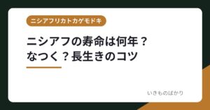 ニシアフの寿命は何年？　　　なつく？長生きのコツ