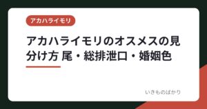 アカハライモリのオスメスの見分け方 尾・総排泄口・婚姻色