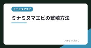 ミナミヌマエビの繁殖方法