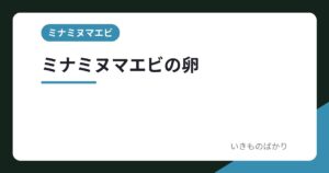 ミナミヌマエビの卵