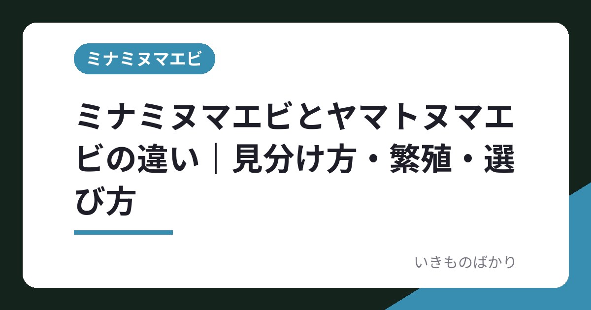 ミナミヌマエビとヤマトヌマエビの違い｜見分け方・繁殖・選び方