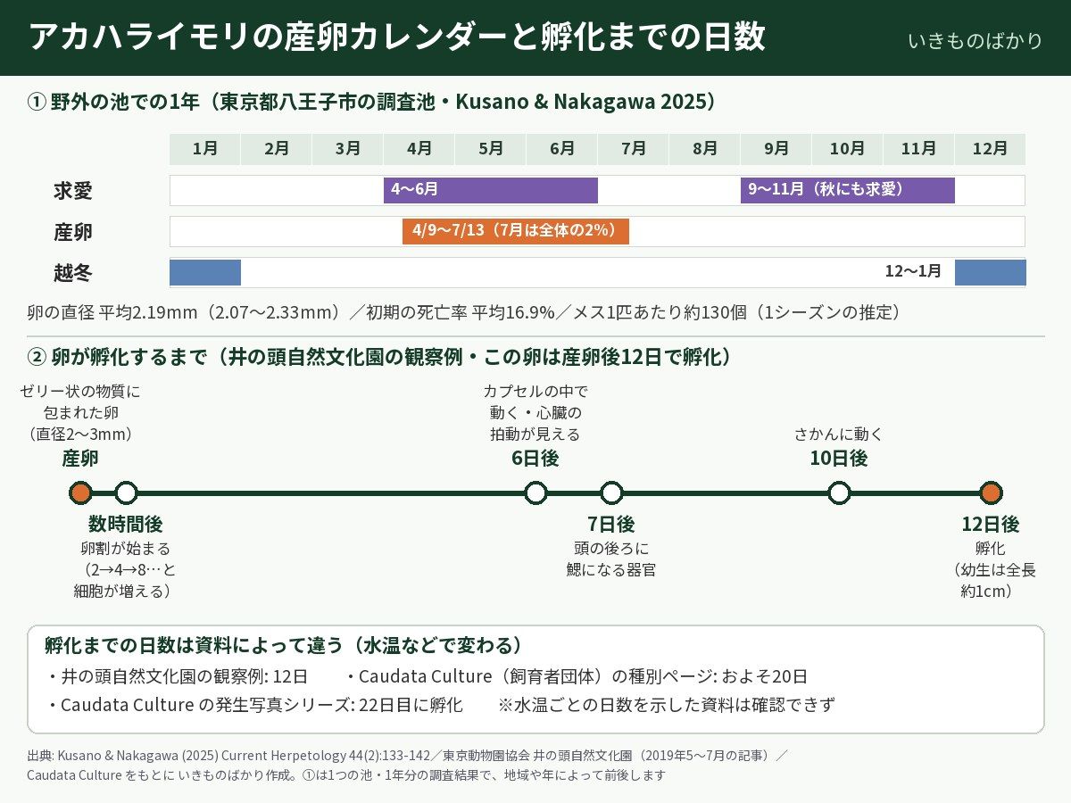 アカハライモリの産卵カレンダーと孵化までの日数の図解。野外の池では求愛が4〜6月と9〜11月、産卵が4月9日〜7月13日、越冬が12〜1月。卵は産卵の数時間後に卵割が始まり、6日後に動き、12日後に孵化した観察例