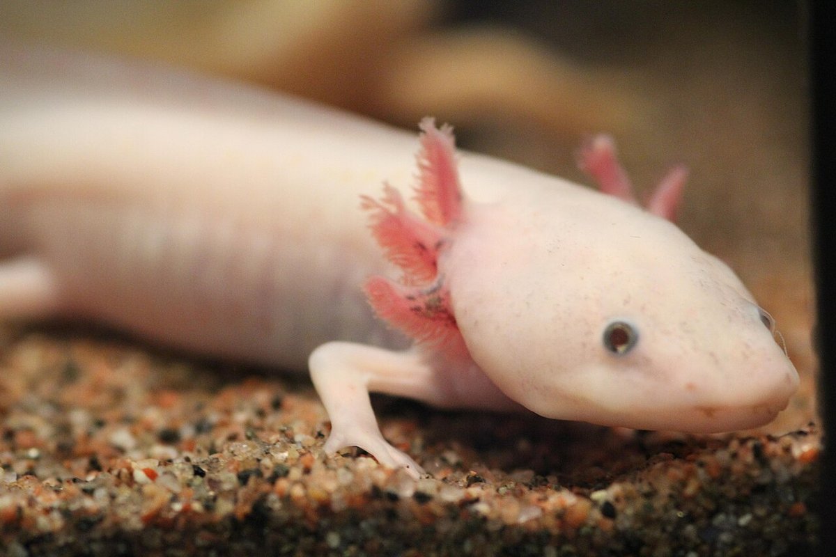 ウーパールーパー（Ambystoma mexicanum）の写真。白い体にピンク色の外鰓を持つリューシスティックの個体