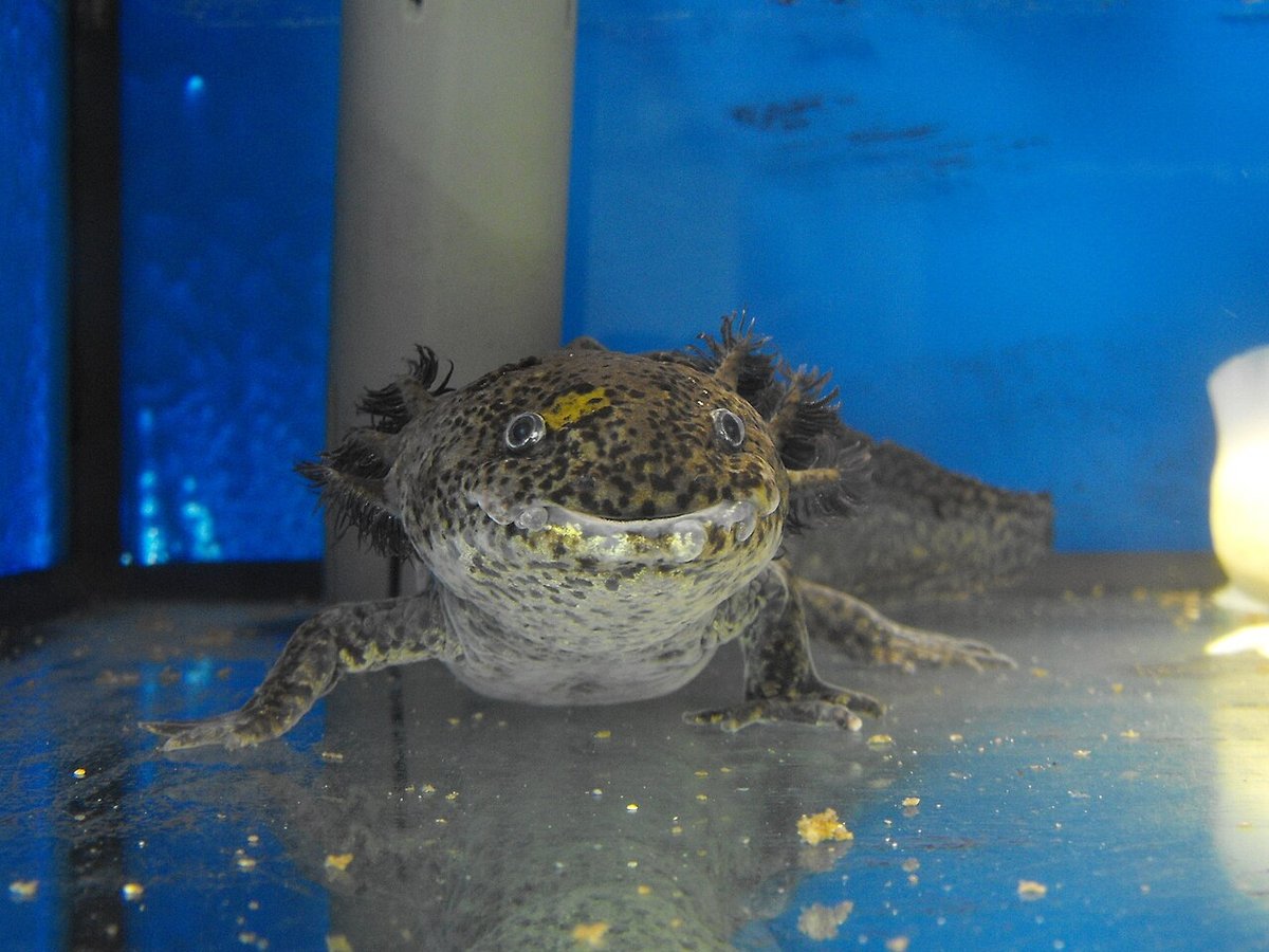 野生型の体色のウーパールーパー（Ambystoma mexicanum）。暗い褐色の地に黒い斑点がある