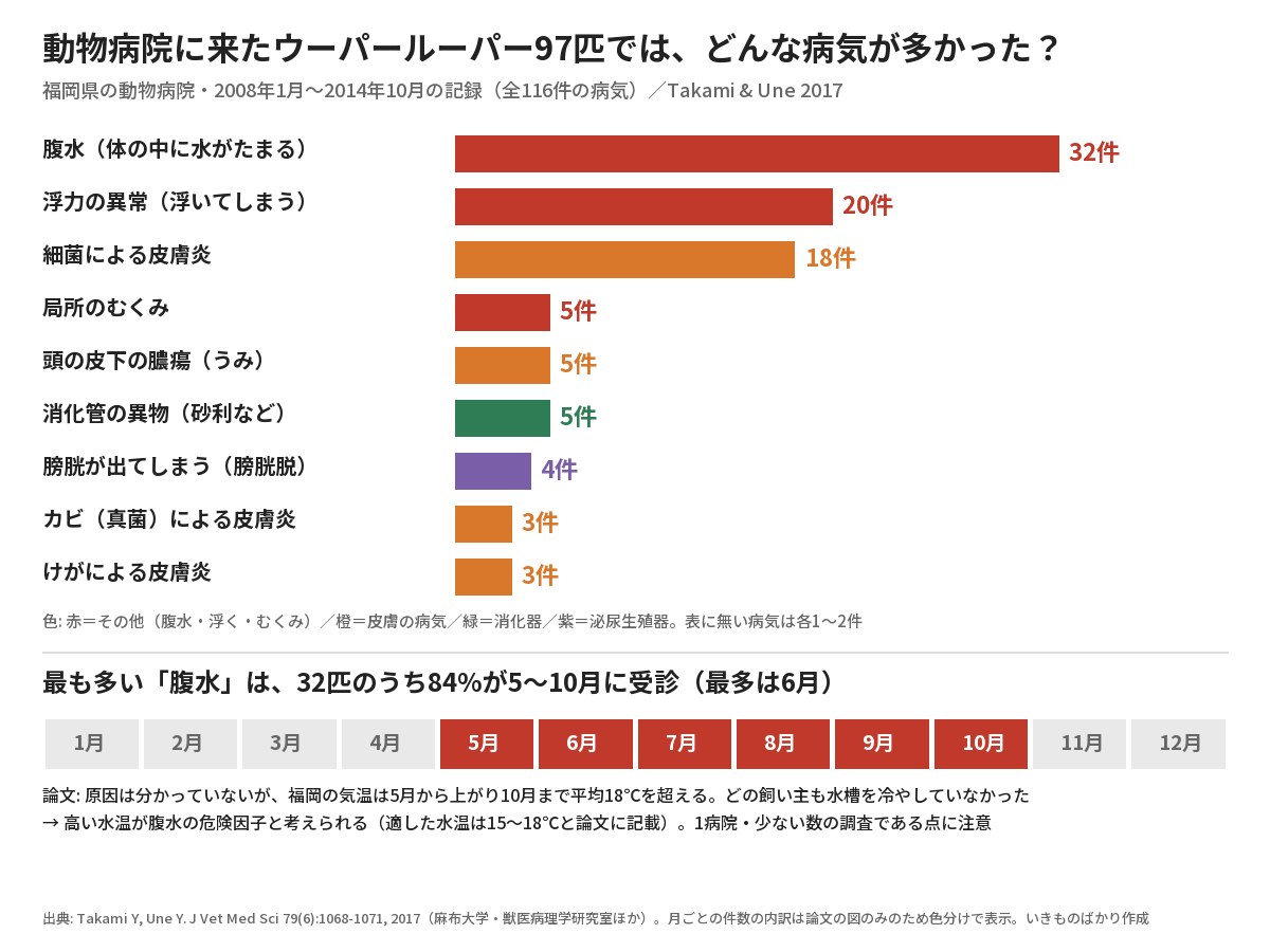 動物病院に来たウーパールーパー97匹の病気の件数。腹水32件、浮力の異常20件、細菌による皮膚炎18件など。腹水は84%が5月から10月に受診