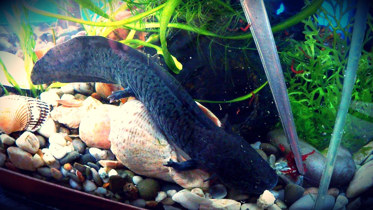 黒い体色のウーパールーパーに、ピンセットで赤虫を与えている水槽の様子