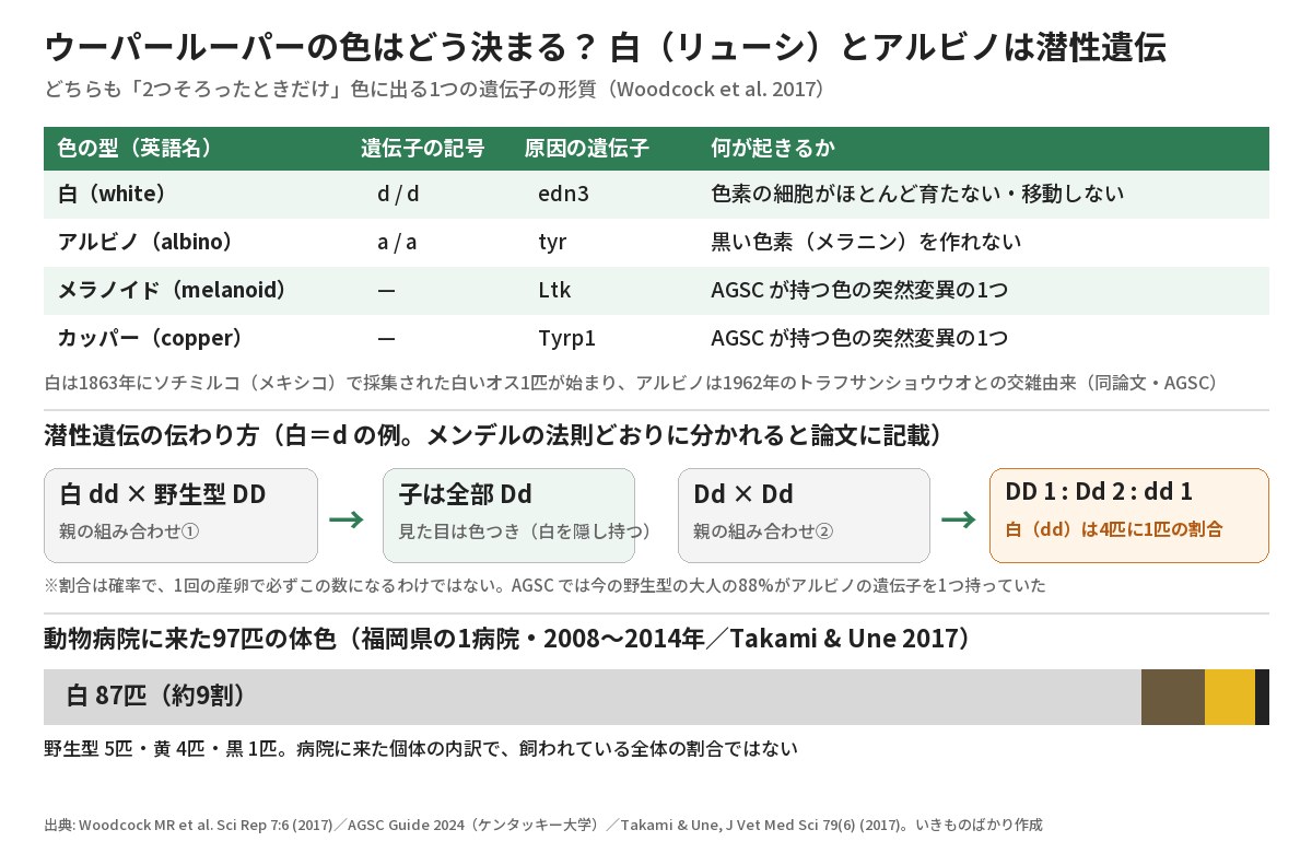 ウーパールーパーの色を決める遺伝子の表と、白の潜性遺伝の伝わり方、動物病院に来た97匹の体色の内訳を示した図