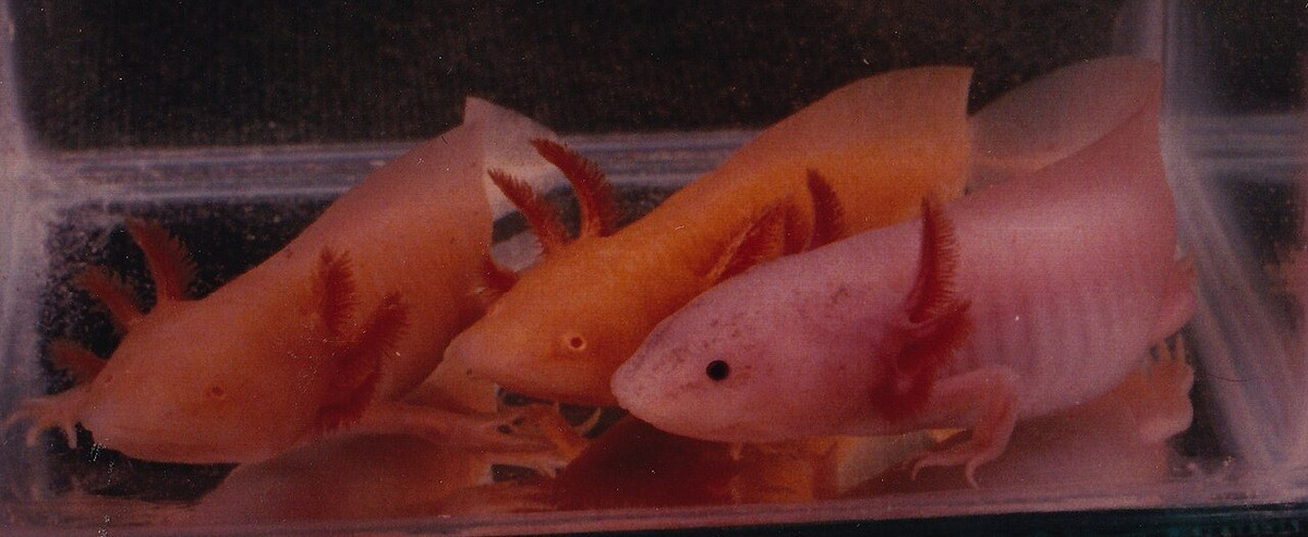 水槽に並ぶ3匹のウーパールーパー。左は白っぽい体に赤い目、中央は黄色い体、右は白い体に黒い目