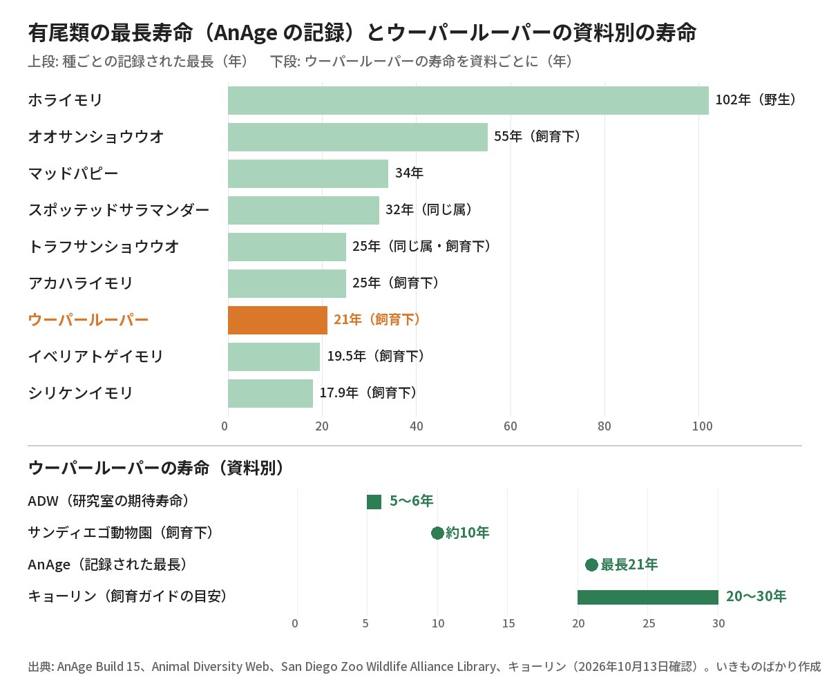 有尾類の最長寿命の比較図。AnAgeの記録でホライモリ102年、オオサンショウウオ55年、マッドパピー34年、スポッテッドサラマンダー32年、トラフサンショウウオ25年、アカハライモリ25年、ウーパールーパー21年、イベリアトゲイモリ19.5年、シリケンイモリ17.9年。下段にウーパールーパーの資料別の寿命（ADW 5〜6年、サンディエゴ動物園 約10年、AnAge 最長21年、キョーリン 20〜30年）