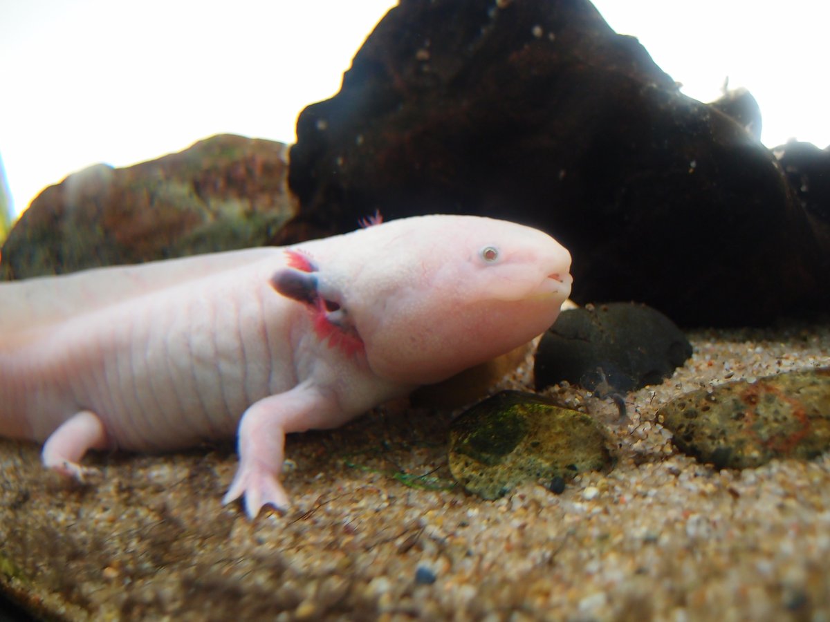 ウーパールーパー（Ambystoma mexicanum）の写真。白い体にピンク色の外鰓を持つ個体が水槽の底にいる