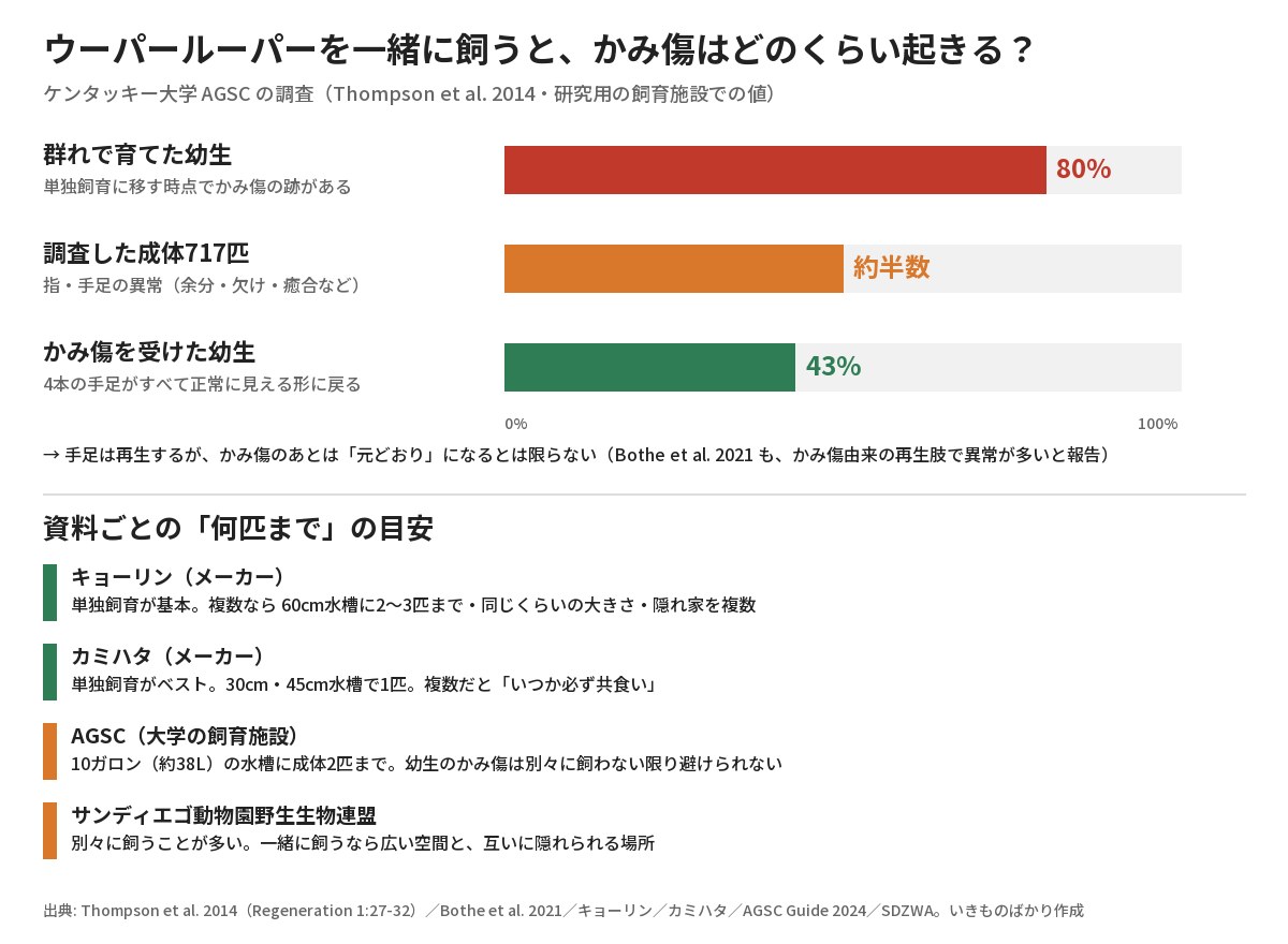 群れで育てた幼生の80%にかみ傷の跡、成体717匹の約半数に指や手足の異常、かみ傷を受けた幼生で4本の手足が正常に戻るのは43%という棒グラフと、メーカー・大学・動物園の頭数の目安
