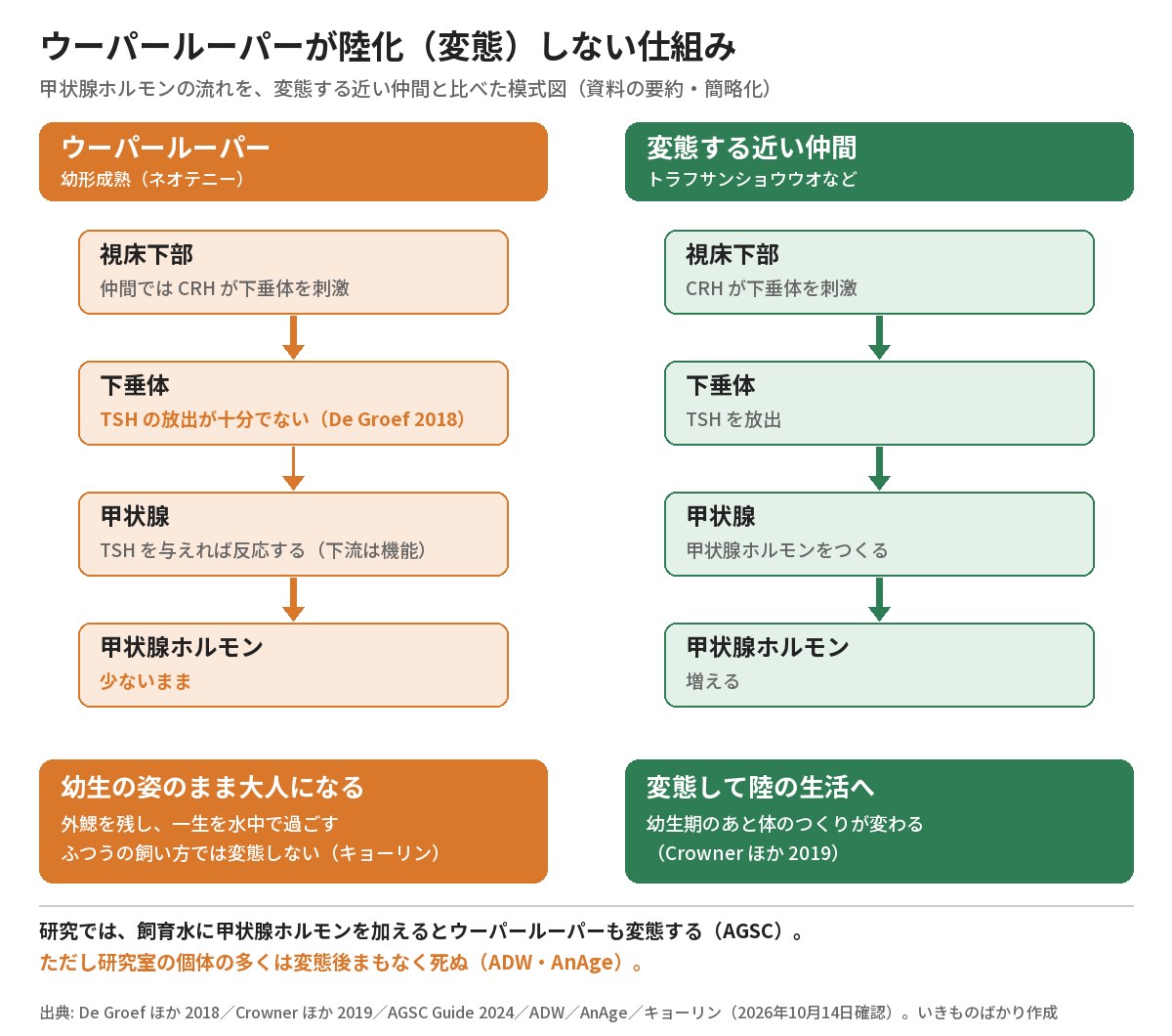 ウーパールーパーと変態する近い仲間の甲状腺ホルモンの流れの比較図。ウーパールーパーは下垂体からTSHが十分に出ず甲状腺ホルモンが少ないまま幼生の姿で大人になる。変態する仲間はCRH、TSH、甲状腺ホルモンの順に働き変態して陸の生活へ移る