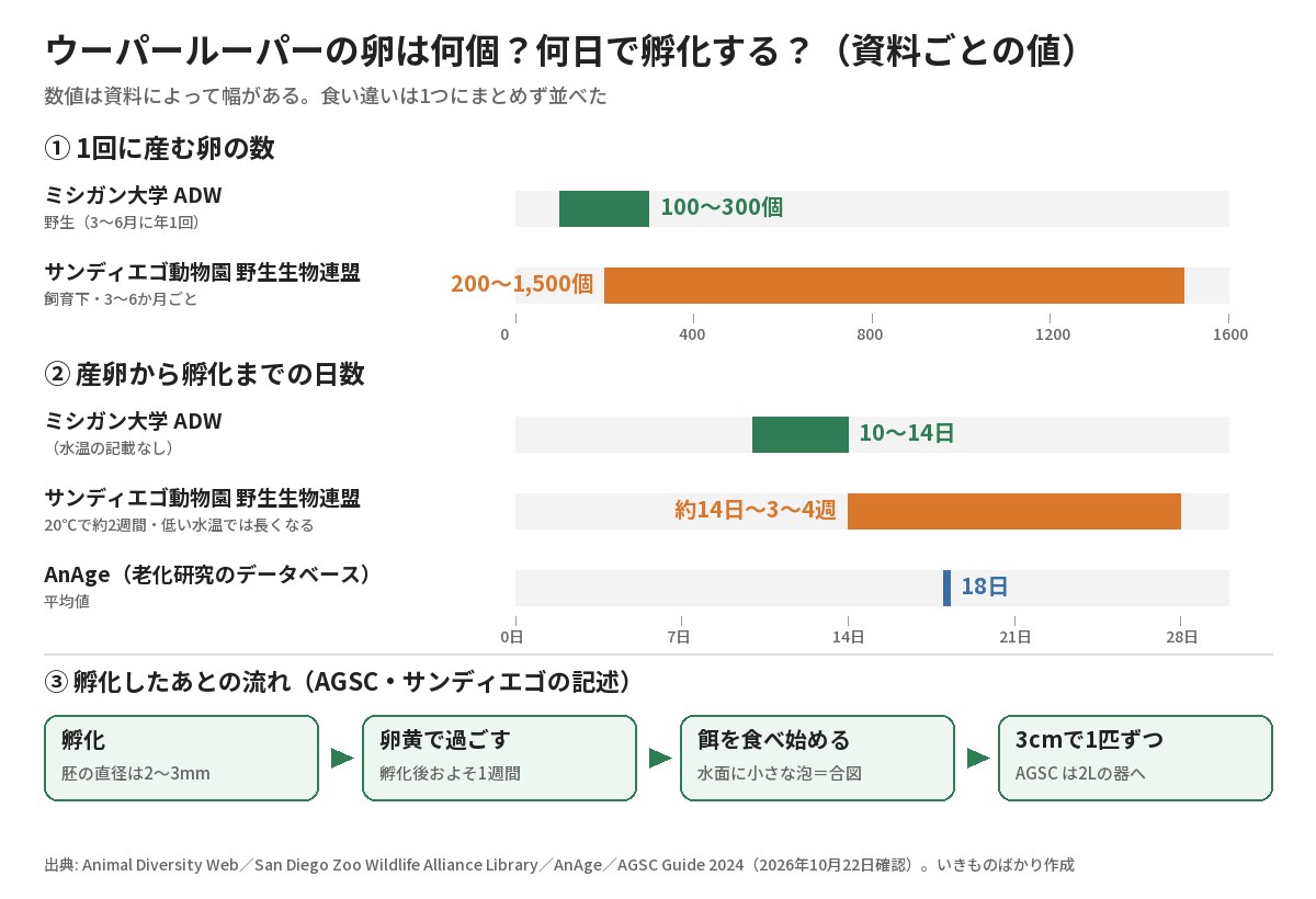 1回に産む卵の数（ADW 100〜300個・サンディエゴ 200〜1,500個）と、産卵から孵化までの日数（ADW 10〜14日・サンディエゴ 20℃で約2週間〜3〜4週・AnAge 18日）を棒で比べ、孵化後の流れを並べた図