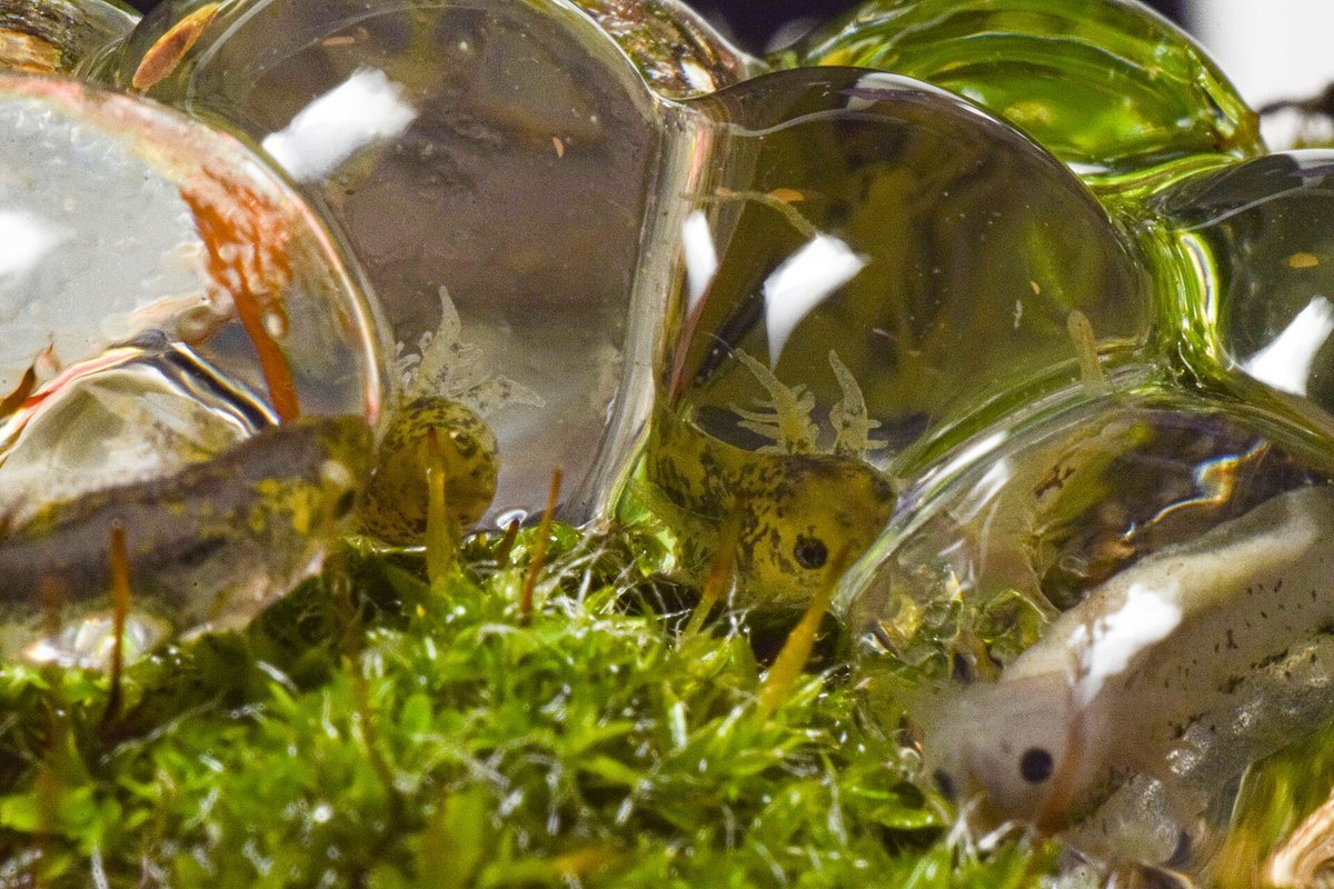水草の上に産みつけられた透明なゼリー状の卵の中で、エラと目が見える孵化前のウーパールーパーの幼生