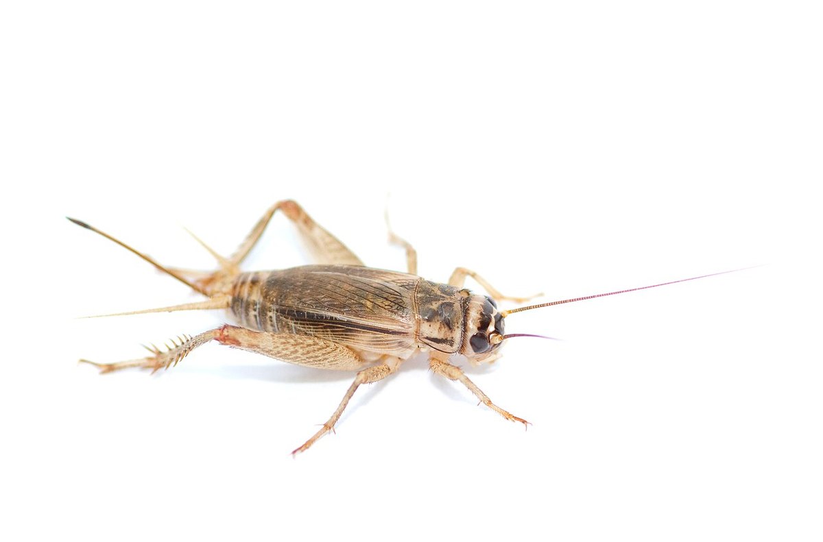 イエコオロギ（Acheta domesticus）の成虫を白い背景で横から写した写真。淡い黄褐色の体で、長い触角と後脚がある