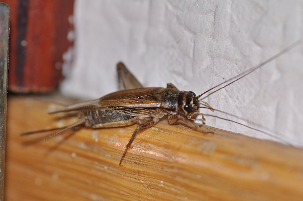 木の上にとまるイエコオロギ（Acheta domesticus）の成虫。頭の上と目のあいだに黒い横帯が見える