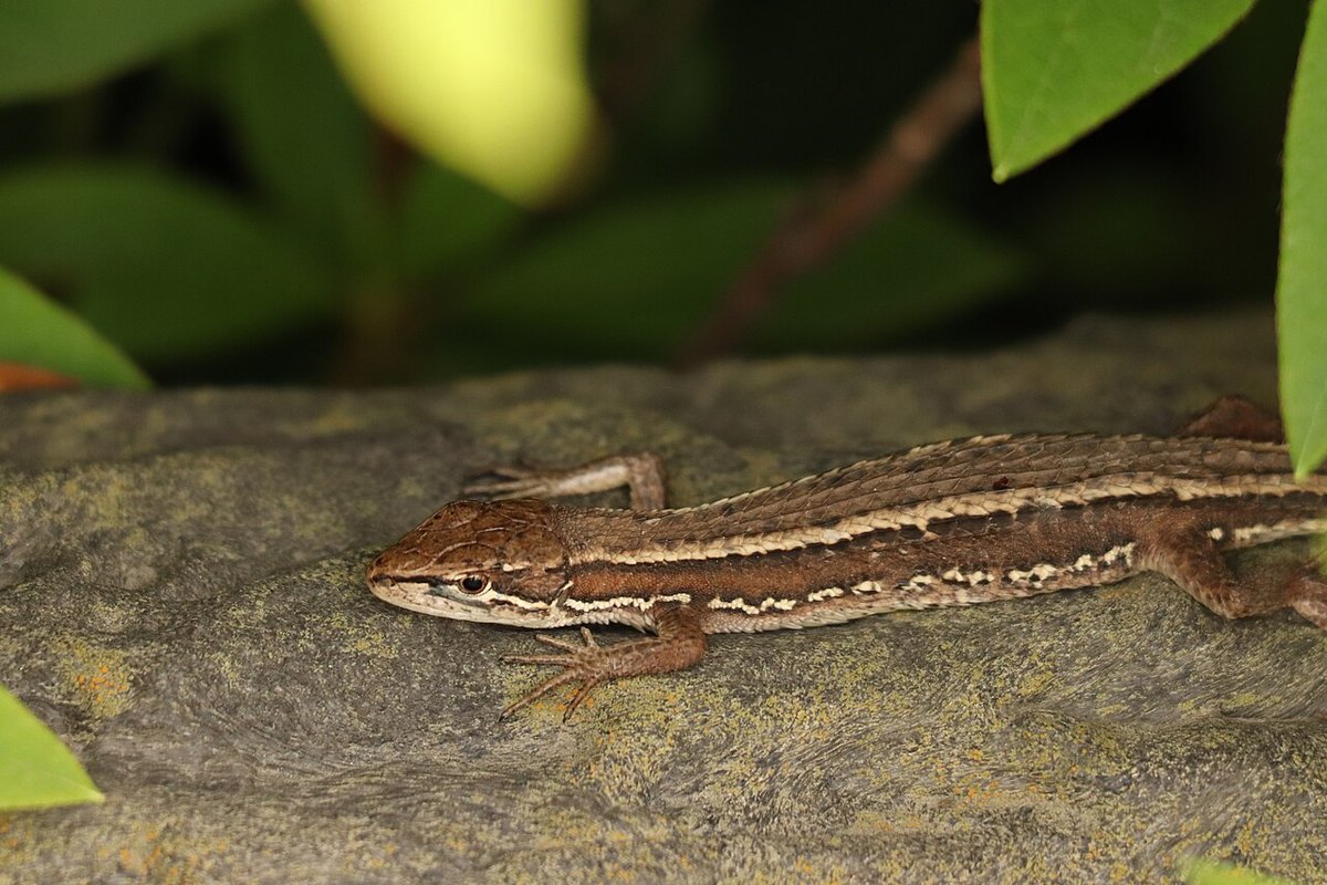石の上のニホンカナヘビ（Takydromus tachydromoides）。背中の鱗に縦の筋（キール）が並び、つやのないカサカサした肌に見える