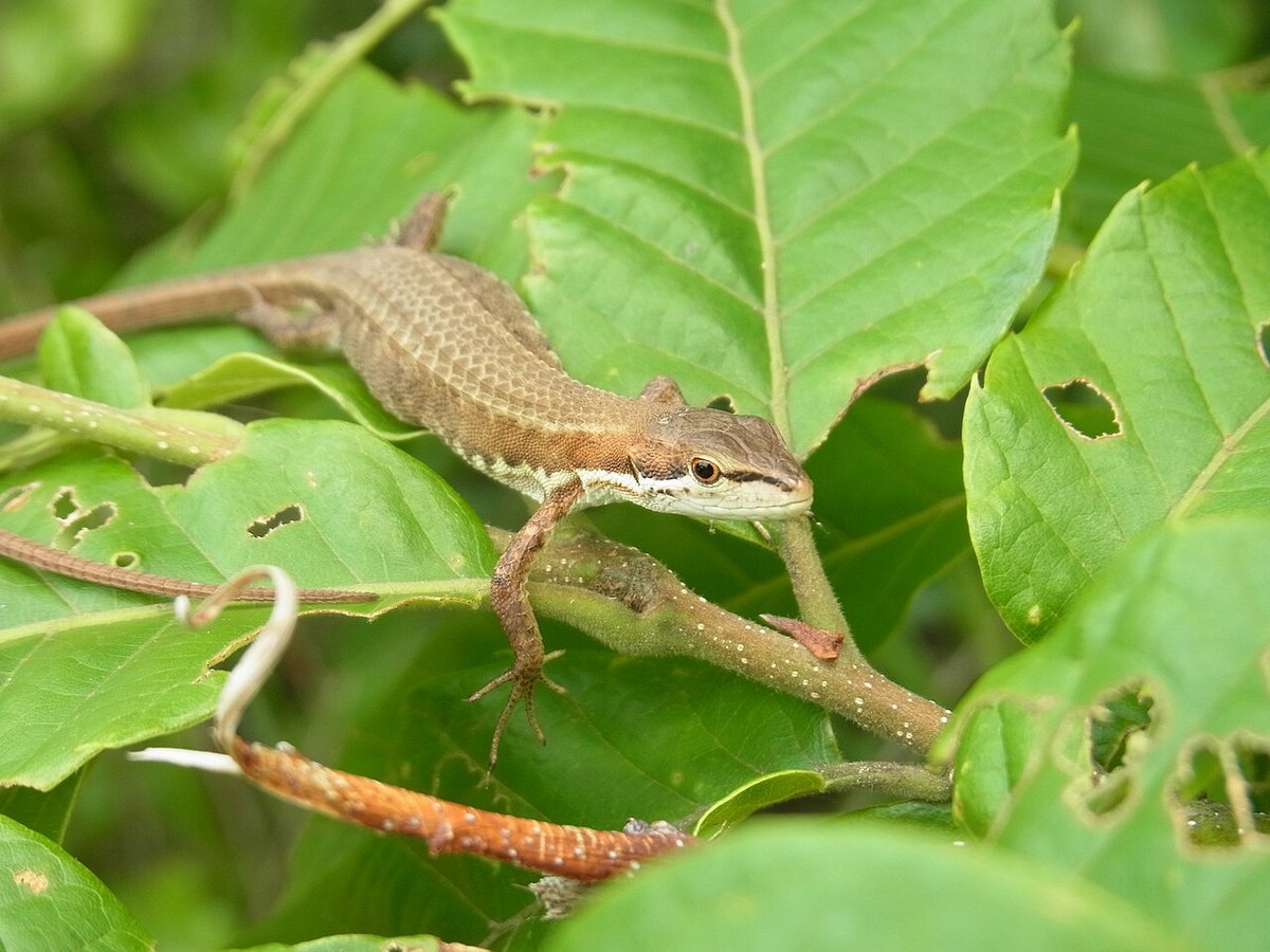 ニホンカナヘビ（Takydromus tachydromoides）の写真。葉の上にいる褐色の個体で、体の倍ほどある長い尾が見える
