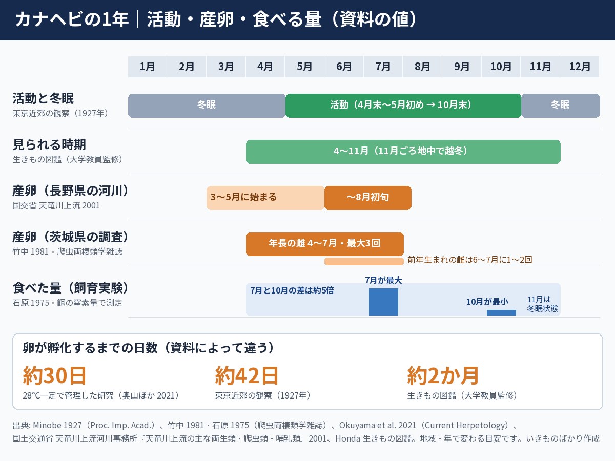 カナヘビの1年の図解。東京近郊の観察（1927年）では10月末から4月末〜5月初めまで冬眠。生きもの図鑑では見られる時期は4〜11月。産卵は長野県の河川の資料で3〜5月に始まり8月初旬まで、茨城県の調査では年長の雌が4〜7月に最大3回。飼育実験で食べた量は7月が最大、10月が最小で約5倍の差。孵化までの日数は28℃一定で約30日、観察で約42日、図鑑で約2か月