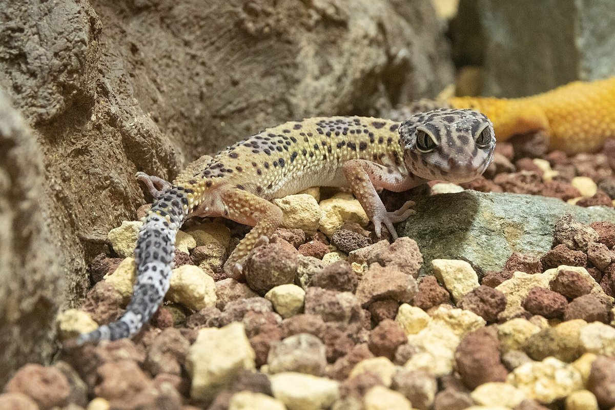 岩と小石のレイアウトの上を歩くヒョウモントカゲモドキ(Eublepharis macularius)。尻尾には黒と白の帯がある