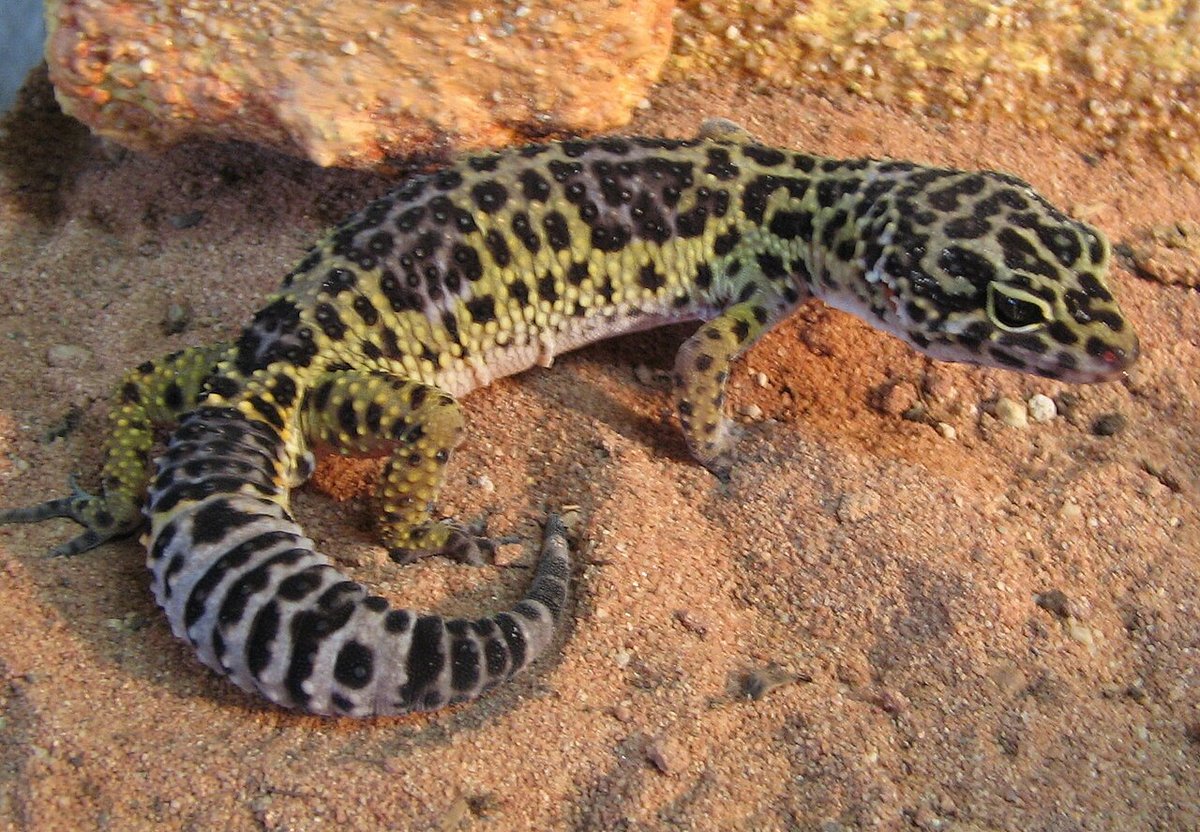 ヒョウモントカゲモドキ(Eublepharis macularius)の写真。黄色い地に黒い斑点がある野生型に近い色の個体