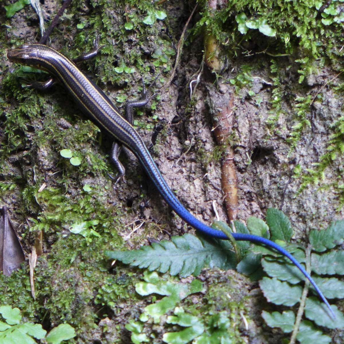 ニホントカゲ（Plestiodon japonicus）の幼体の写真。黒っぽい体に縦じまがあり、尾が鮮やかな青色