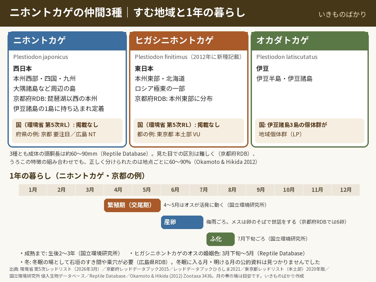 ニホントカゲの仲間3種の図解。ニホントカゲは西日本（本州西部・四国・九州）、ヒガシニホントカゲは東日本（本州東部・北海道）、オカダトカゲは伊豆半島と伊豆諸島に分布。下段はニホントカゲの1年（京都の例）で、4〜5月が繁殖期、梅雨ごろ産卵、7月下旬ごろふ化