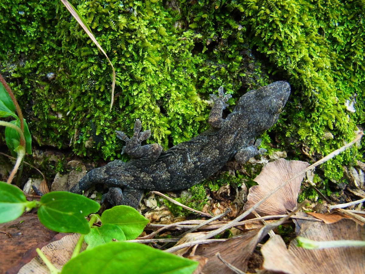 ニホンヤモリ（Gekko japonicus）の写真。苔の上にいる灰褐色の個体