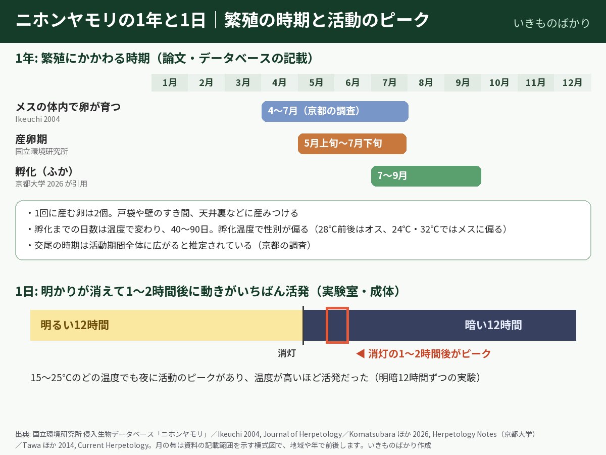 ニホンヤモリの1年と1日の図解。メスの体内で卵が育つのは4〜7月、産卵期は5月上旬〜7月下旬、孵化は7〜9月。1回に産む卵は2個で、孵化まで40〜90日。明暗12時間ずつの実験では、消灯の1〜2時間後に活動のピークがあり、15〜25℃では温度が高いほど活発だった