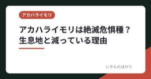 アカハライモリは絶滅危惧種？生息地と減っている理由