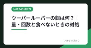 ウーパールーパーの餌は何？｜量・回数と食べないときの対処