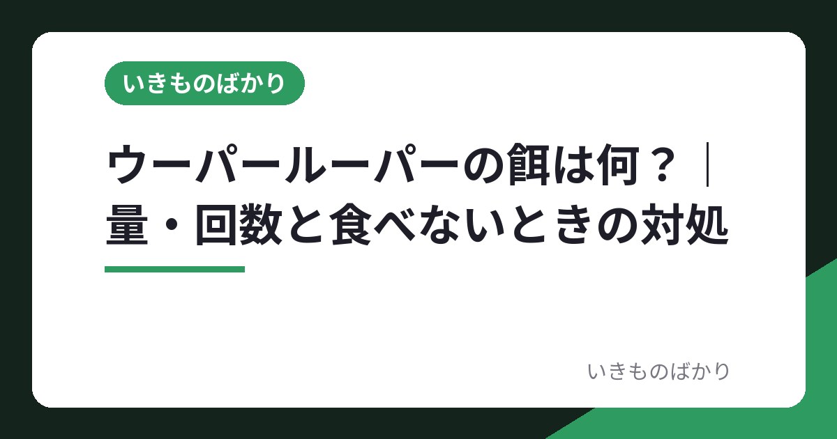 ウーパールーパーの餌は何？｜量・回数と食べないときの対処