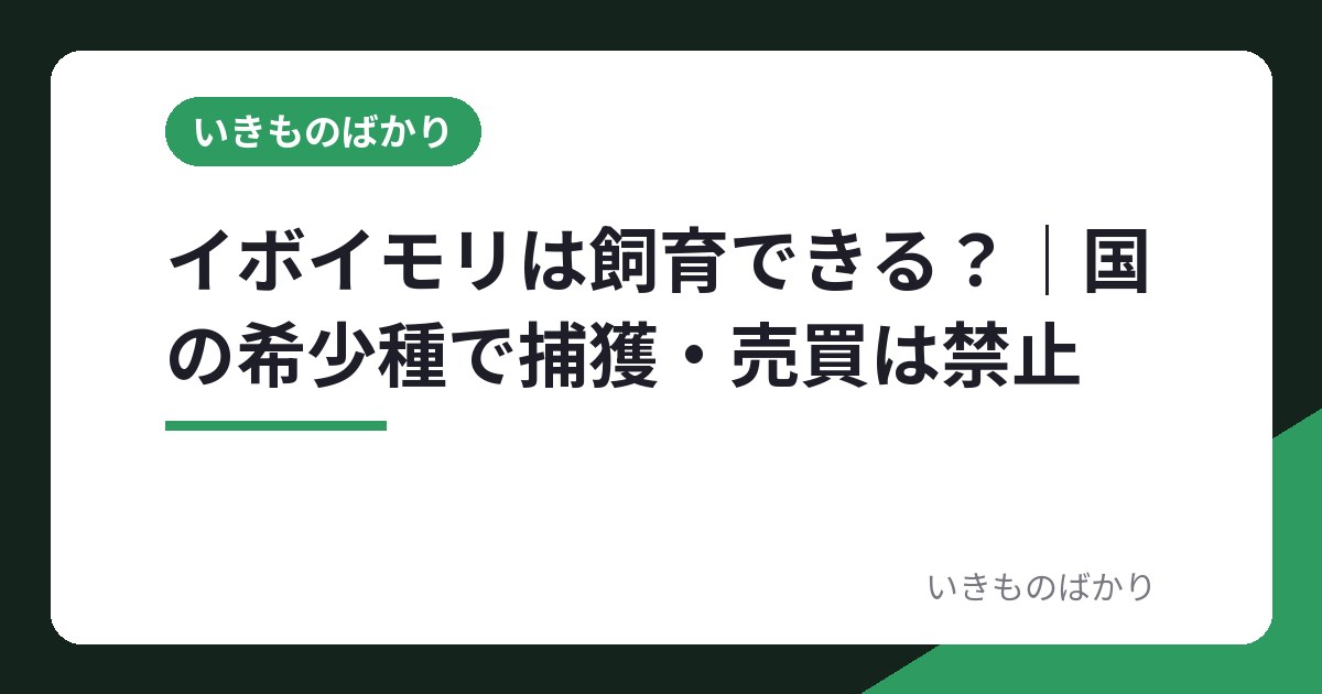 イボイモリは飼育できる？｜国の希少種で捕獲・売買は禁止