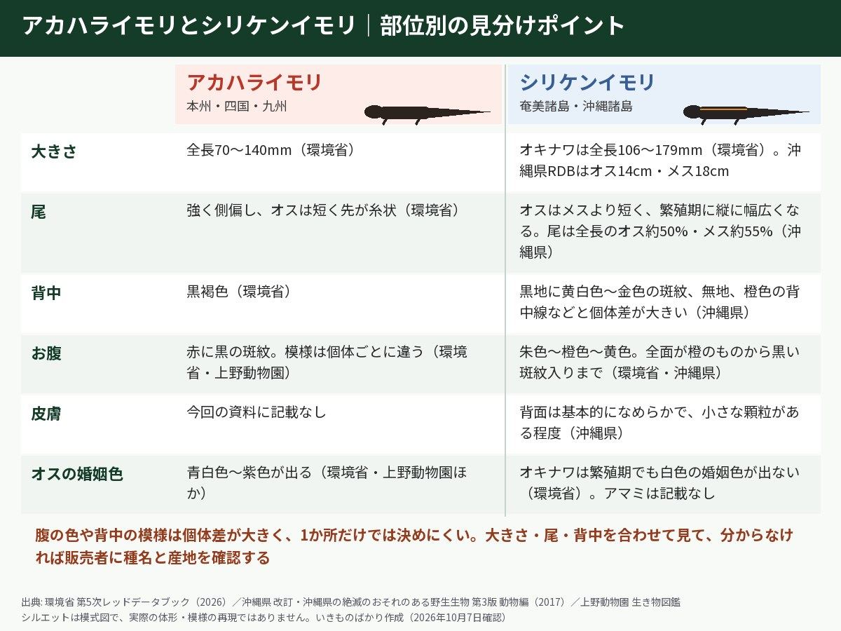 アカハライモリとシリケンイモリの部位別の見分けポイントの図解。大きさはアカハライモリ全長70〜140mm、オキナワシリケンイモリ全長106〜179mm。尾はアカハライモリが強く側偏しオスは短く先が糸状、シリケンイモリはオスがメスより短く繁殖期に縦に幅広くなる。背中はアカハライモリが黒褐色、シリケンイモリは黄白色〜金色の斑紋や橙色の背中線など個体差が大きい。お腹はどちらも赤〜橙系で個体差がある。オスの婚姻色はアカハライモリが青白色〜紫色、オキナワシリケンイモリは白色の婚姻色が出ない