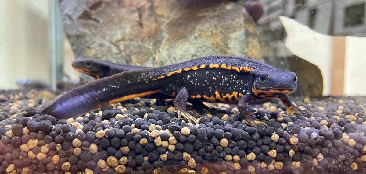 アマミシリケンイモリ（Cynops ensicauda ensicauda）の写真。黒い背中の両脇に橙色の途切れた線状の模様がある