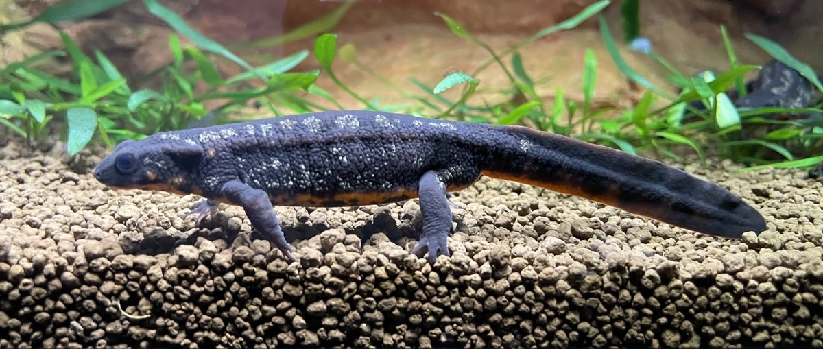 オキナワシリケンイモリ（Cynops ensicauda popei）の写真。黒い背中に黄白色の細かい斑紋があり、お腹と尾の下側が橙色